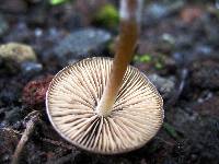 Psilocybe caerulescens image