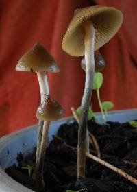 Psilocybe makarorae image