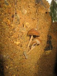 Psilocybe zapotecorum image