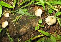 Panaeolus cyanescens image