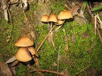 Psilocybe zapotecorum image