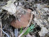 Boletus rex-veris image