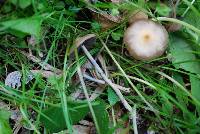 Psilocybe ovoideocystidiata image