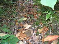 Psilocybe cyanescens image