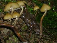 Psilocybe zapotecorum image