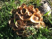 Armillaria mellea image