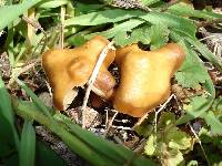 Psilocybe ovoideocystidiata image