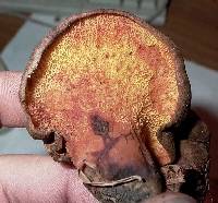 Boletinellus merulioides image