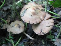 Psilocybe zapotecorum image