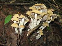 Psilocybe zapotecorum image