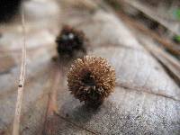 Inocybe calamistrata image