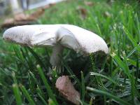 Leucoagaricus leucothites image