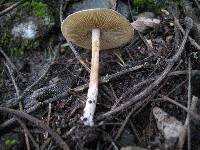 Psilocybe caerulescens image