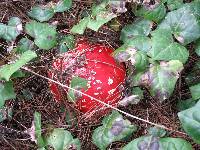 Amanita muscaria subsp. flavivolvata image