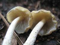 Psilocybe zapotecorum image