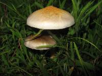 Psilocybe cubensis image