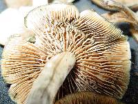 Psilocybe ovoideocystidiata image