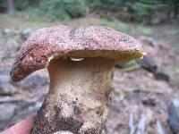 Boletus rex-veris image