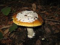 Amanita calyptroderma image