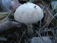 Amanita pelioma image