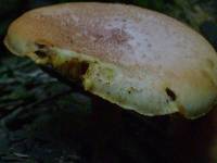 Gymnopilus subpurpuratus image