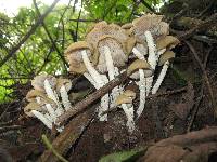 Psilocybe zapotecorum image