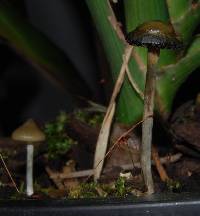 Psilocybe makarorae image