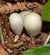 Psilocybe weraroa image