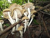Psilocybe zapotecorum image