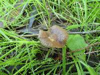 Psilocybe cyanescens image