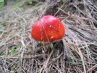 Amanita muscaria subsp. flavivolvata image