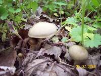 Psilocybe ovoideocystidiata image