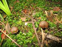 Inocybe calamistrata image