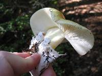 Amanita calyptroderma image