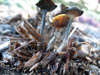 Psilocybe cyanescens image