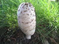 Coprinus comatus image