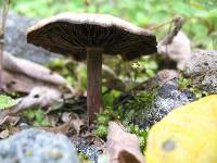 Psilocybe caerulescens image