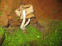 Psilocybe zapotecorum image