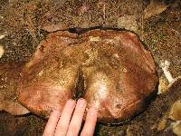 Boletus michoacanus image