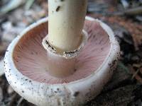 Agaricus xanthodermus image