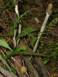 Psilocybe zapotecorum image