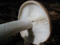 Leucopaxillus gentianeus image