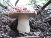 Boletus rex-veris image