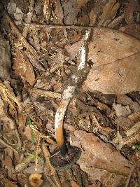 Psilocybe caerulescens image