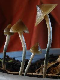 Psilocybe makarorae image