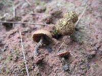 Inocybe calamistrata image