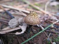 Inocybe calamistrata image