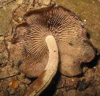 Psilocybe zapotecorum image