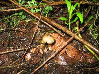 Psilocybe caerulescens image