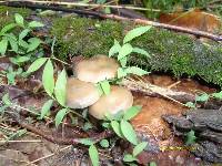 Psilocybe ovoideocystidiata image